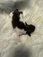 Piebald Long hair female 3, a female Miniature Dachshund for sale in Weaverville, NC – Photo 1 of 9