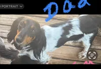 Piebald Long hair female 3, a female Miniature Dachshund for sale in Weaverville, NC – Photo 8 of 9