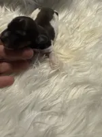 Piebald Long hair female 3, a female Miniature Dachshund for sale in Weaverville, NC – Photo 5 of 9