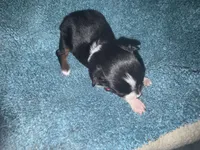 ASDR Black tri female 4, a female Miniature Australian Shepherd for sale in Weaverville, NC – 2 of 7