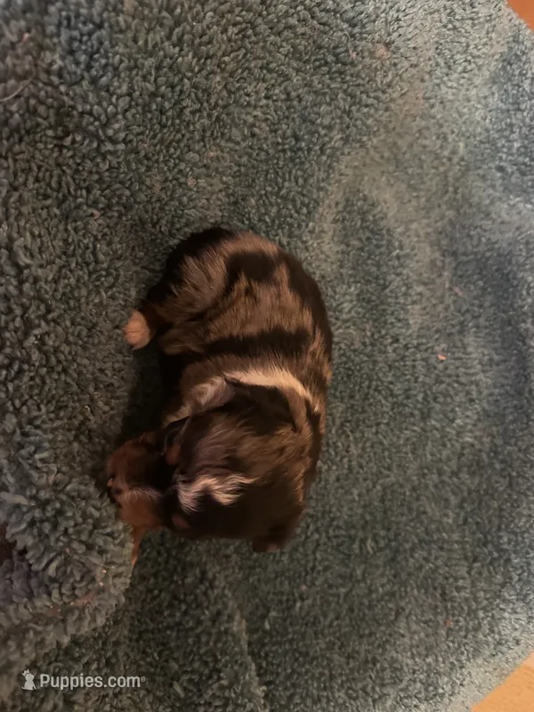 ASDR Blue Merle Male 1 – Miniature Australian Shepherd puppy for sale in Weaverville, NC