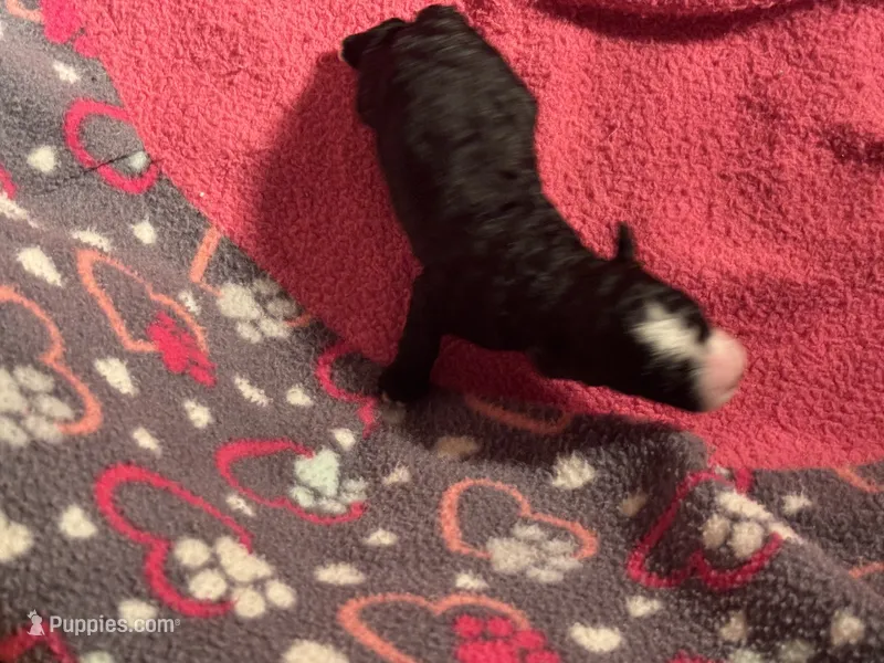 Black with white blaze and white chest Female – Miniature Aussiedoodle puppy for sale in Weaverville, NC