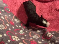 Black with white blaze and white chest Female, a male Miniature Aussiedoodle for sale in Weaverville, NC – 1 of 5