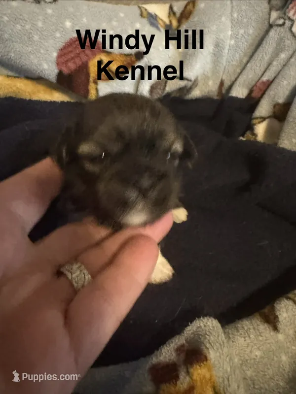 Shih Tzu x Maltese female Brindle – Maltese, Shih Tzu puppy for sale in Weaverville, NC