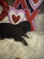 Phantom male male 1, a male Miniature Aussiedoodle for sale in Weaverville, NC – Photo 5 of 8