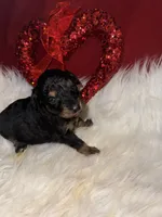 Phantom male male 1, a male Miniature Aussiedoodle for sale in Weaverville, NC – Photo 1 of 8