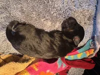 Phantom male male 1, a male Miniature Aussiedoodle for sale in Weaverville, NC – Photo 6 of 8