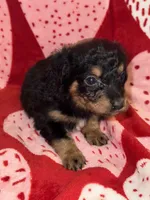 Phantom male 1, a male Miniature Aussiedoodle for sale in Weaverville, NC – Photo 1 of 10