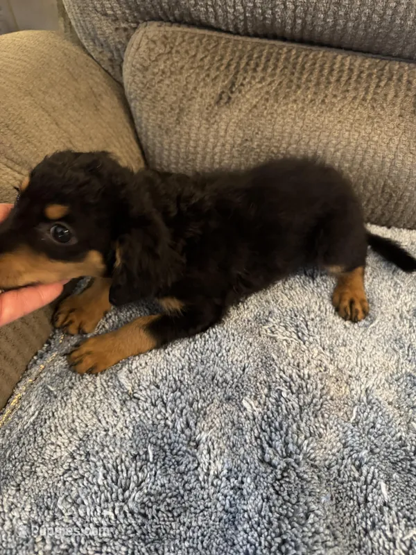 Phantom male 1 – Miniature Aussiedoodle puppy for sale in Weaverville, NC