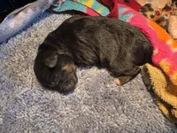 Phantom male male 1, a male Miniature Aussiedoodle for sale in Weaverville, NC – Photo 7 of 8