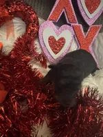 Phantom male male 1, a male Miniature Aussiedoodle for sale in Weaverville, NC – Photo 4 of 8