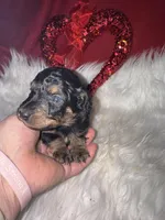 Phantom male male 1, a male Miniature Aussiedoodle for sale in Weaverville, NC – Photo 2 of 8