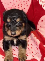 Phantom male 1, a male Miniature Aussiedoodle for sale in Weaverville, NC – Photo 4 of 10