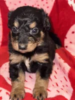 Phantom male 1, a male Miniature Aussiedoodle for sale in Weaverville, NC – Photo 2 of 10