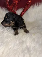 Phantom male male 1, a male Miniature Aussiedoodle for sale in Weaverville, NC – Photo 3 of 8