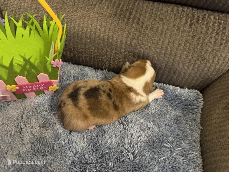 CKC reg Red Merle male – Pembroke Welsh Corgi puppy for sale in Weaverville, NC