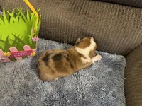 CKC reg Red Merle male, a male Pembroke Welsh Corgi for sale in Weaverville, NC – Photo 1 of 7