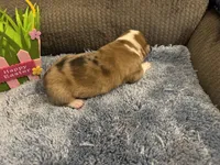 CKC reg Red Merle male, a male Pembroke Welsh Corgi for sale in Weaverville, NC – Photo 6 of 7