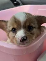 CKC Red Merle male 1 blue eye, a male Pembroke Welsh Corgi for sale in Weaverville, NC – Photo 3 of 10