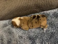 CKC reg Red Merle male, a male Pembroke Welsh Corgi for sale in Weaverville, NC – Photo 4 of 7