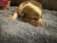 CKC reg Red Merle male, a male Pembroke Welsh Corgi for sale in Weaverville, NC – Photo 7 of 7