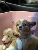 CKC Red Merle male 1 blue eye, a male Pembroke Welsh Corgi for sale in Weaverville, NC – Photo 2 of 10