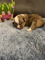 CKC reg Red Merle male, a male Pembroke Welsh Corgi for sale in Weaverville, NC – Photo 2 of 7