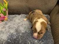 CKC reg Red Merle male, a male Pembroke Welsh Corgi for sale in Weaverville, NC – Photo 3 of 7