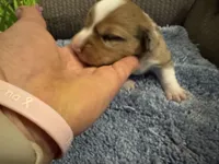 CKC reg Red Merle male, a male Pembroke Welsh Corgi for sale in Weaverville, NC – Photo 5 of 7