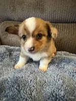 CKC Red Merle male 1 blue eye, a male Pembroke Welsh Corgi for sale in Weaverville, NC – Photo 4 of 10