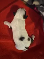 Mauxie white spotted female , a female Maltese and Miniature Dachshund for sale in Weaverville, NC – 5 of 6