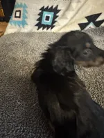 CKC Black and Tan Long Hair Male, a male Miniature Dachshund for sale in Weaverville, NC – 2 of 9