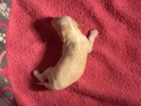 Cream and white Parti male, a male Miniature Aussiedoodle for sale in Weaverville, NC – 3 of 6