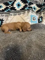 CKC Dark Cream Long Hair male, a male Miniature Dachshund for sale in Weaverville, NC – 3 of 10