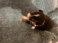 ASDR Black tri female 2, a female Miniature Australian Shepherd for sale in Weaverville, NC – 4 of 9
