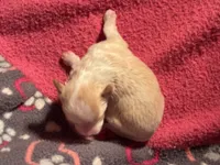 Cream and white Parti male, a male Miniature Aussiedoodle for sale in Weaverville, NC – 6 of 6