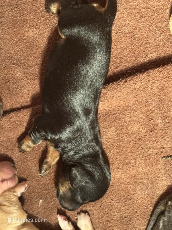 CKC Black and tan Long hair female  – Miniature Dachshund puppy for sale in Weaverville, NC