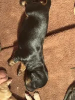 CKC Black and tan Long hair female , a female Miniature Dachshund for sale in Weaverville, NC – 1 of 3