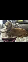 CKC Light Cream Long Hair male, a male Miniature Dachshund for sale in Weaverville, NC – 2 of 3