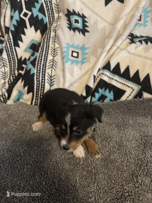 ASDR Black tri female 2 – Miniature Australian Shepherd puppy for sale in Weaverville, NC