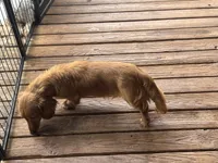 CKC reg LH cream miniature Dachshund Silas, a male Miniature Dachshund for sale in Weaverville, NC – 5 of 6