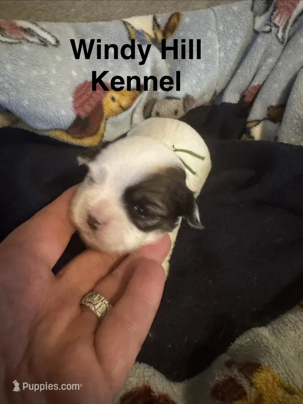 Shih Tzu/Maltess cross White male with brown  – Shih Tzu puppy for sale in Weaverville, NC