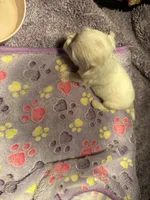 Male Maltese 2, a male Maltese for sale in Weaverville, NC – 5 of 5