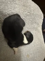 ASDR Black tri female 2, a female Miniature Australian Shepherd for sale in Weaverville, NC – 4 of 4