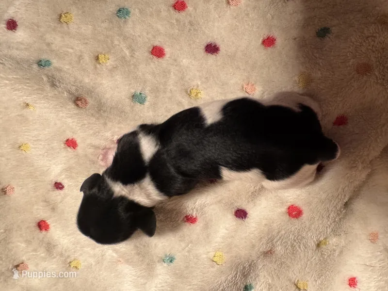 Black/white Piebald Female