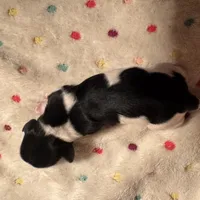 Black/white Piebald Female, a female Miniature Dachshund for sale in Weaverville, NC – Photo 6 of 9