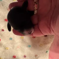 Black/white Piebald Female, a female Miniature Dachshund for sale in Weaverville, NC – Photo 5 of 9