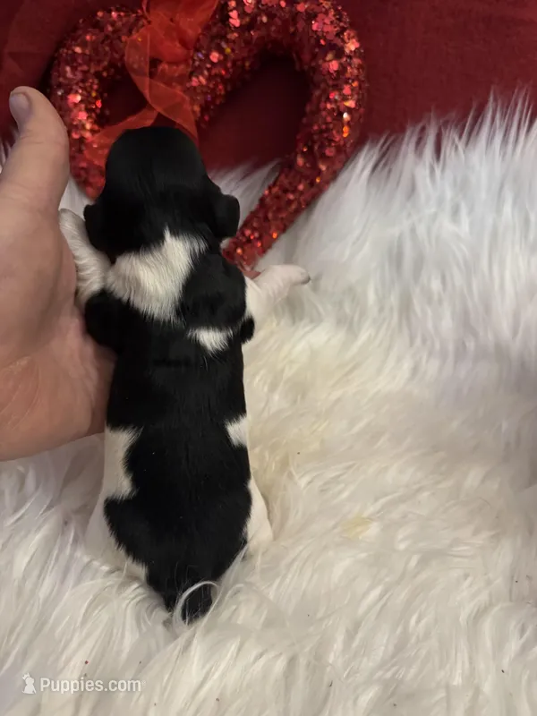 Black/white Piebald Female