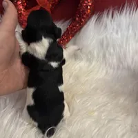 Black/white Piebald Female, a female Miniature Dachshund for sale in Weaverville, NC – Photo 1 of 9