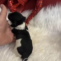 Black/white Piebald Female, a female Miniature Dachshund for sale in Weaverville, NC – Photo 3 of 9